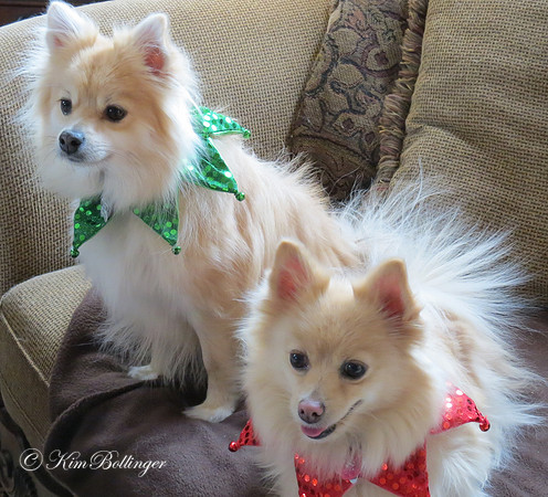 Bella & Angel.  Bessie's pooches