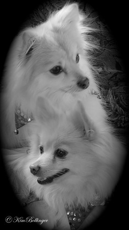 Bella & Angel.  Bessie's pooches